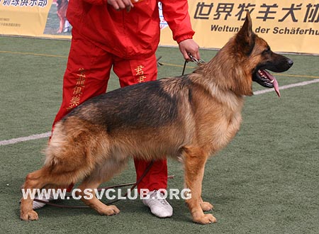 SG1 5011 爱斯曼，Iceman von Santamar，CSZ8002195，犬主：梁琨