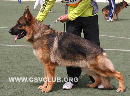 SG2 5004 菲利普，Phillip von Dossel，CSZ88635，犬主：韩彬