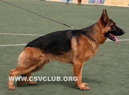 SG3 5021 艾尼斯提，Ernsti von DeErMei，CSZ99495，犬主：吴建彬