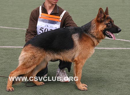 SG4 5022 丹图斯，Dantos von DeErMei，CSZ94919，犬主：吴建彬