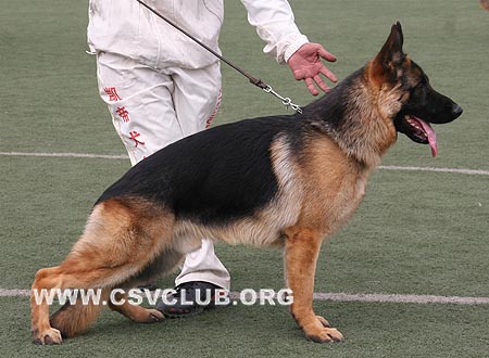 SG5 5028 菲雷克斯，Felex von PanXinFeng，CSZ94124，犬主：张金攀