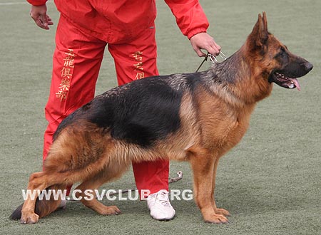 SG1 6030 古尼德拉，Gondra von ChangFeng，CSZ90882，犬主：史国清(长风)