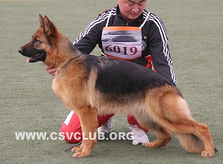 SG2 6019 库拉，Cula von LongChao，CSZ105908，犬主：李国强