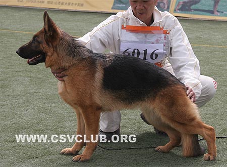 SG3 6016 爱笛丝，Edith von BianJing，CSZ87163，犬主：胡红新