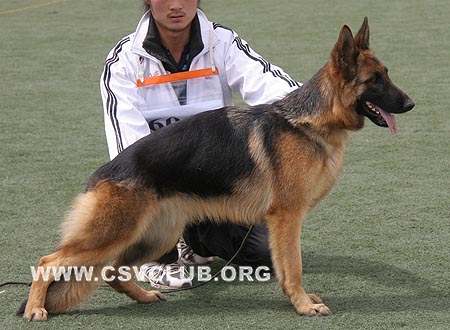 SG4 6018 蒂喜，Dixi von BeiKeEr，CSZ94039，犬主：李昌利(贝克尔)