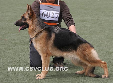 SG5 6027 弗蕾，Fley von LiDe，CSZ102586，犬主：毛欣