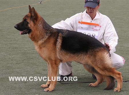 VV1 7008 绍里，Schorry von OuWeiJie，CSZW107105，犬主：吴秀香