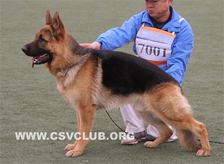 VV2 7001 富莱，Flyq von Dossel，CSZ111027，犬主：蔡文国