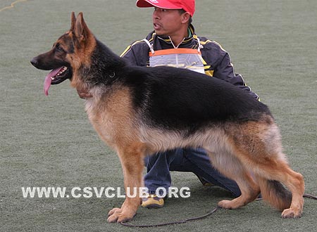 VV3 7010 艾乐顿，Elton von JinLiang，CSZ108153，犬主：杨素辰