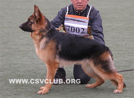 VV5 7002 艾力米尔，Elmir von XiXiaTuTeng，CSZ101354，犬主：季卫东
