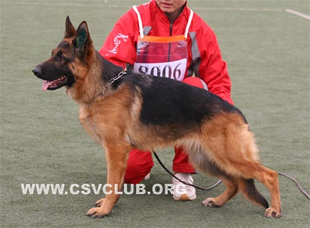 VV1 8006 塞拉，Cyla von Zheng Xin，CSZ114324，犬主：宁洋