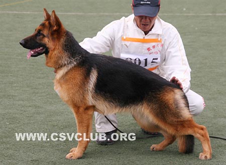 VV2 8015 赛拉，Sera von OuWeiJie，CSZW107108，犬主：吴秀香
