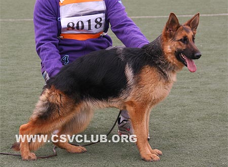 VV3 8018 迪哥娜，Digna von ChengFu，CSZ101740，犬主：姚诚