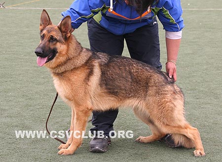 VV4 8016 布荷可伊，Brixy von LongTian，CSZ106865，犬主：闫海涛