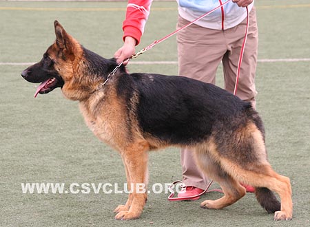 VV5 8014 高娜，Gona von FenShui，CSZ108933，犬主：王民廷