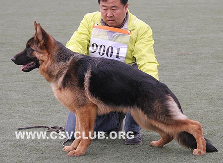 VV1 9001 艾尔福斯，Alfons von WeiYuan，CSZ114381，犬主：陈振元