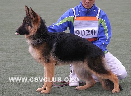 VV2 9020 鲍奴，Bono von ZeFeng，CSZ108253，犬主：张泽峰
