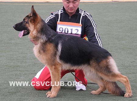 VV3 9012 吉力，Jillq von ZhenDe，CSZ109916，犬主：魏凯辉