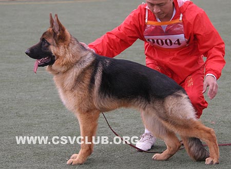 VV4 9004 吉莫，Gimmo von YuanQing，CSZ109879，犬主：李稷