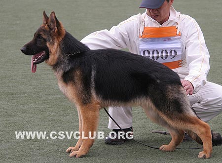 VV5 9009 库力特，Kolt von JinBin，CSZW107943，犬主：王宏志