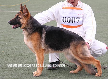 VV1 0007 可瑞娜，Carina von YunChengYongXing，CSZ106577，犬主：潘永忠