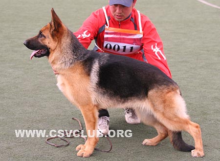 VV2 0011 艾破森，Irke von HeLi，CSZ104009，犬主：王小宾(合利)