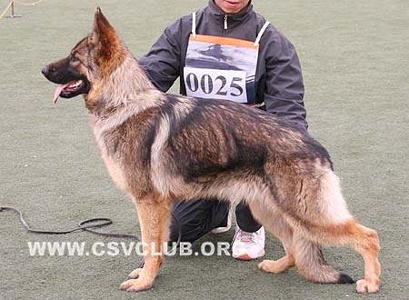 VV3 0025 约卡，Jorka von TianYi，CSZW108497，犬主：赵振平