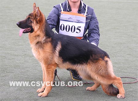 VV4 0005 寨力卡，Jelka von DeLe，CSZ110159，犬主：李志刚