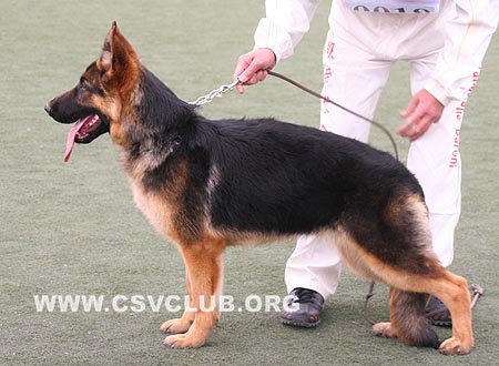 VV5 0018 佛润西丝，Francis von HaiDao，CSZ112956，犬主：于海龙