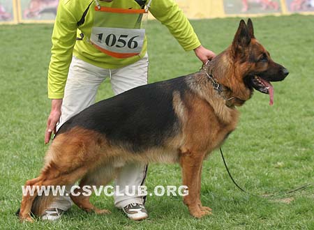 V1 1056 杜克斯，Dux de Intercanina，CSZ8002203，犬主：赵振平