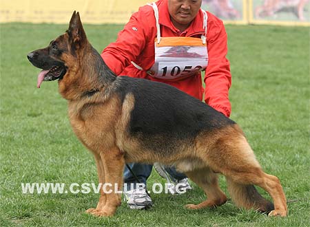 V2 1053 玛琳，Malin von WeiSheng，CSZ60403，犬主：赵莹