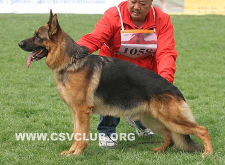 V3 1058 万诺斯，Vanos van Noort，CSZ8002196，犬主：朱道虎