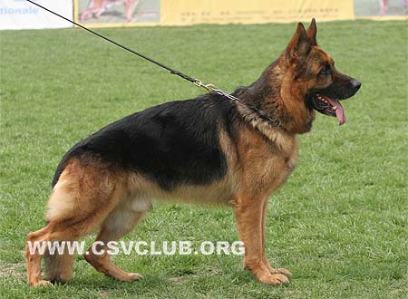 V4 1043 阿利克斯，Arex von Panoniansee，CSZ8002291，犬主：许冬清