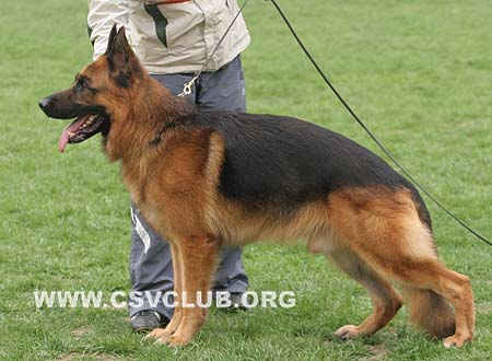 V5 1035 金格斯，Djenges Kahn v.Sante's Home，CSZ8002245，犬主：王华凯