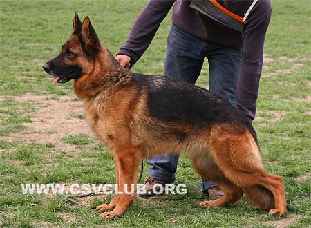 V1 2012 齐雅迪，Quadi von ZhenDe，CSZ62022，犬主：樊永利