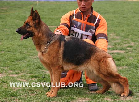 V2 2017 达索，Dasso von Happy，CSZ55093，犬主：符伟其