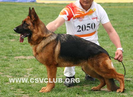 V3 2050 爱可佳，Ackja von LongYanWangZhuang，CSZ62819，犬主：王华凯