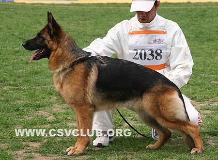 V4 2038 阿卡，Aaika von DongQi，CSZ61027，犬主：马起