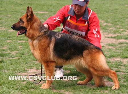 V5 2079 亦比斯，Ibis von ShanDian，CSZ59374，犬主：郑毅洁