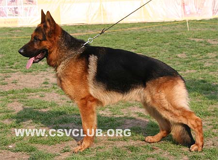 SG1 3028 巴罗尼，Kratmosens Baroni，CSZ8002266，犬主：高飞