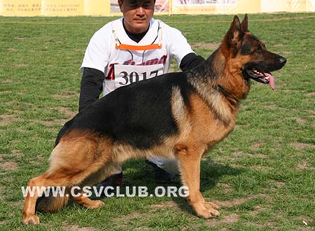 SG2 3017 威尔泊，Vurpo vom Hühnergrab，CSZ8002193，犬主：王华凯
