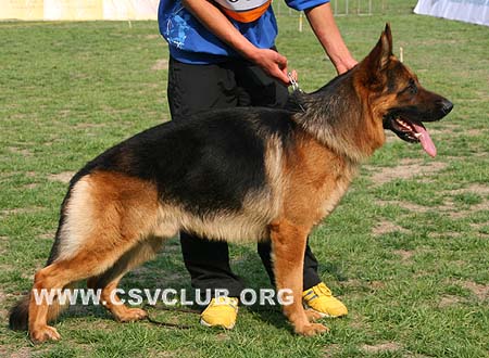 SG3 3012 乌维，Uwe von der Jahnh?he，CSZ8002225，犬主：罗斌