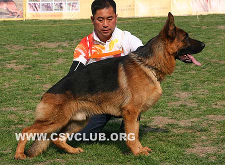 SG4 3011 巴拉杜，Baldur von TianJinJinDong，CSZ87053，犬主：刘新林