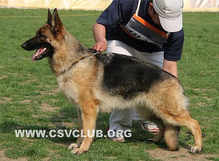 SG1 4025 芭瑞卡哒，Barrikade von TaiHe，CSZ93311，犬主：王立民(泰和)