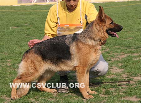 SG2 4033 达玻西，Dabsi von JianHua，CSZ78302，犬主：赵勇(建华)