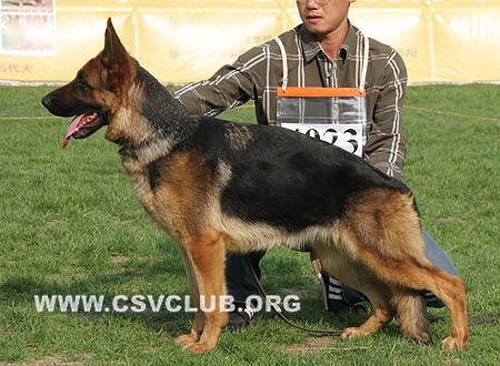 SG3 4023 艾达，Aida von FangDe，CSZ76321，犬主：孙德宇