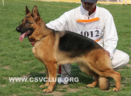 SG4 4012 爱笛丝，Edith von BianJing，CSZ87163，犬主：胡红新