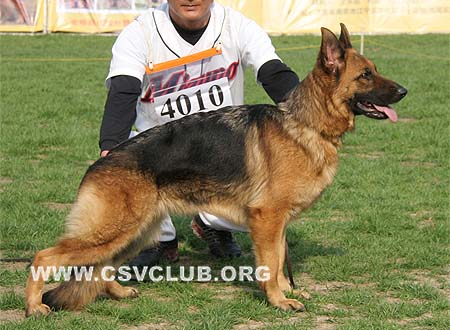 SG5 4010 布乐伊雅，Bleia von P&D，CSZ81253，犬主：顾宏伟