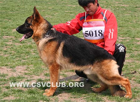 SG1 5018 格依奴，Gyno von HeLi，CSZ94586，犬主：王小宾(合利)
