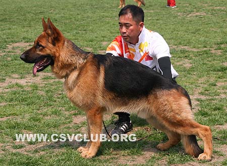 SG2 5007 赛鲁斯，Cyrus von BaiTuTeng，CSZ101743，犬主：李凤楼
